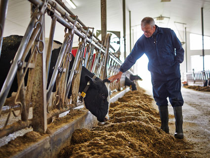 Animal Nutrition | Cargill Canada Animal Nutrition | Cargill Canada