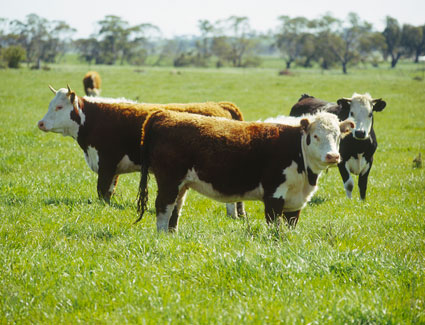Transformation de la Viande | Cargill Canada