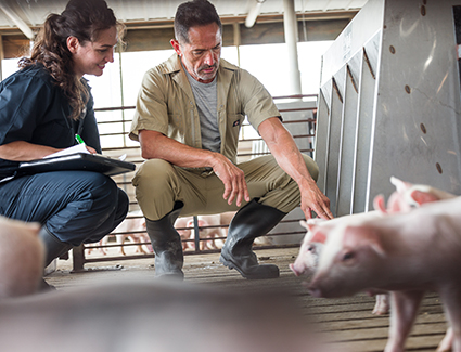people with pigs in barn people with pigs in barn